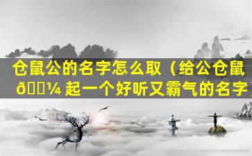 仓鼠公的名字怎么取（给公仓鼠 🌼 起一个好听又霸气的名字）